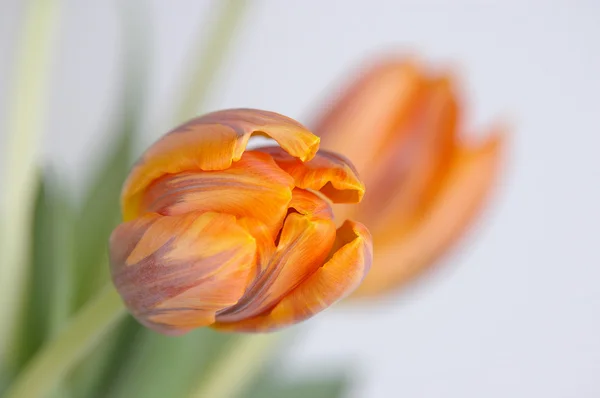 stock image Tulips isolated on a white background
