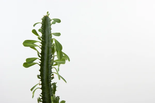 stock image Cactus