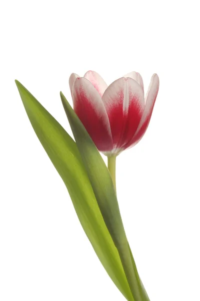 Tulips flowers over white background — Stock Photo, Image