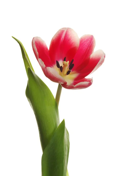 Tulipanes flores sobre fondo blanco — Foto de Stock