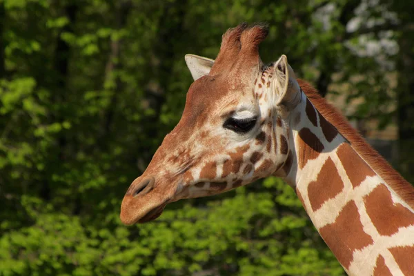 stock image Close up shot of giraffe head