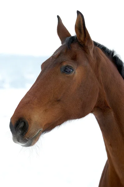 雪の背景に馬の頭 — ストック写真