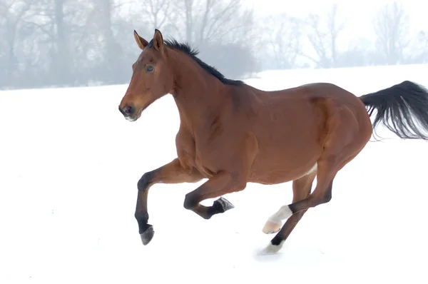 stock image Running horse on snow background