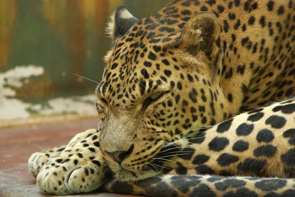 Sleeping jaguar — Stock Photo, Image