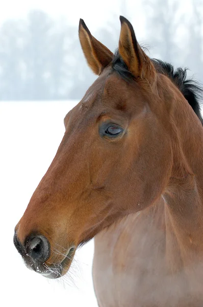 Głowa konia na tle śniegu — Zdjęcie stockowe