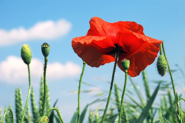 stock image Red wild poppies