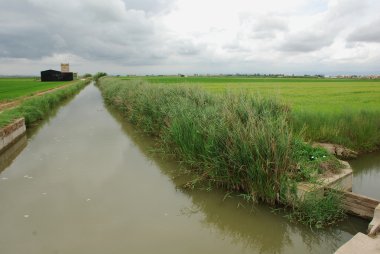 Pirinç alanı