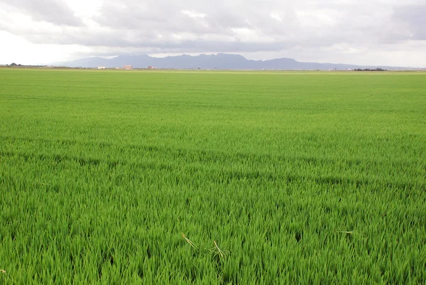 stock image Rice field