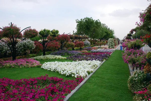 Hanging gardens of Al Ain — Stock Photo, Image