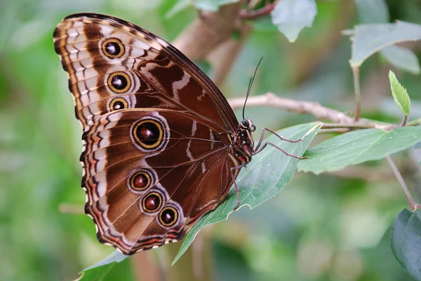 stock image Butterfly