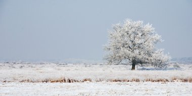 Doğa ve kar
