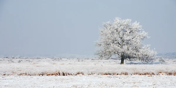 Natureza e neve — Fotografia de Stock