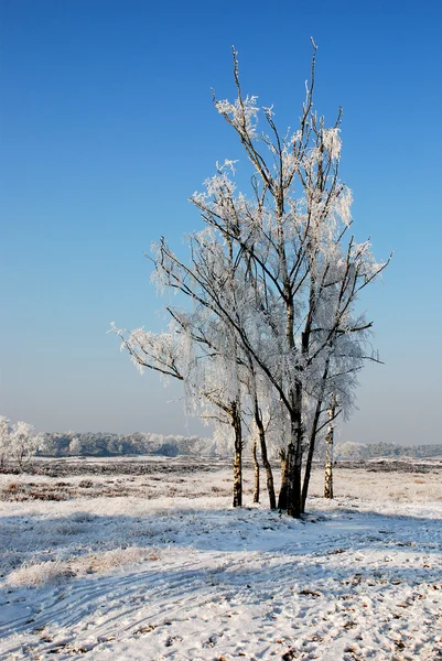 Natura e neve — Foto Stock