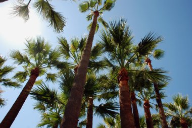 Cannes Beach palmtrees