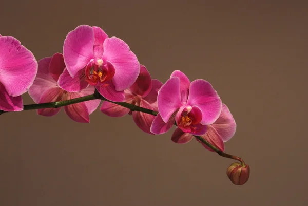 stock image Orchids