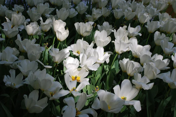 stock image Flowers in Keukenhof