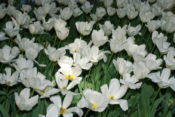 stock image Flowers in Keukenhof