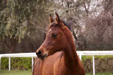 Arabian foal clipart