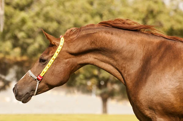 アラビア馬 — ストック写真