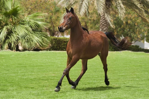 Αραβικό foal — Φωτογραφία Αρχείου