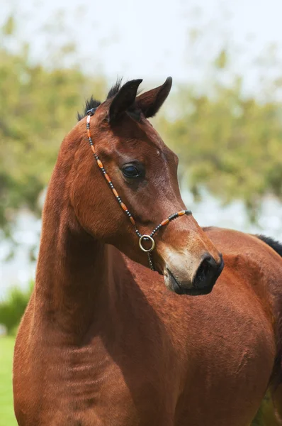 Arabian foal — Stock Photo, Image