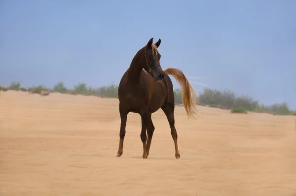 Baai Arabische paard — Stockfoto
