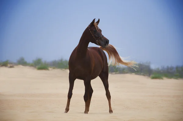 Bay arabiska hästen — Stockfoto