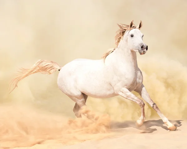 Koni arabskich w burzy pustyni — Zdjęcie stockowe