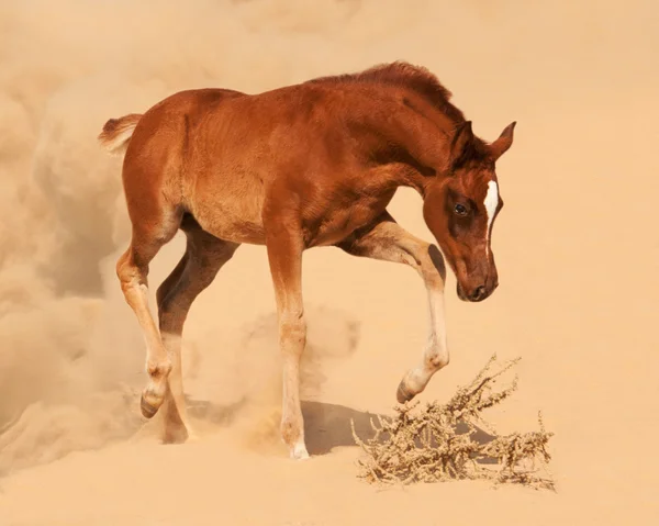 アラビア馬 — ストック写真
