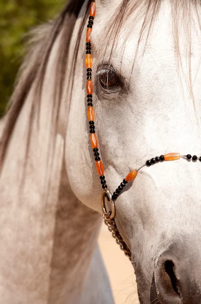Μια προσεκτικότερη ματιά ενός Αραβικού αλόγου — Φωτογραφία Αρχείου