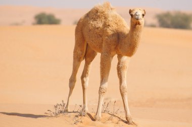 Tek vuruş kahverengi bebek deve
