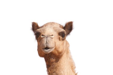 Isolated camel head