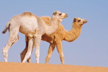 Two baby camels walking in desert clipart