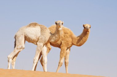 Two baby camels clipart