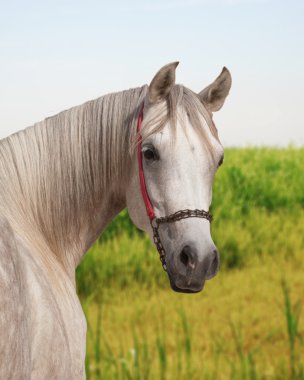 Portrait of white arabian horse clipart