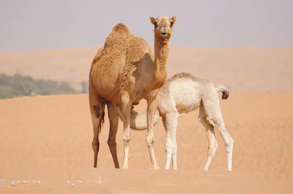 Bebê camelo almoçando — Fotografia de Stock
