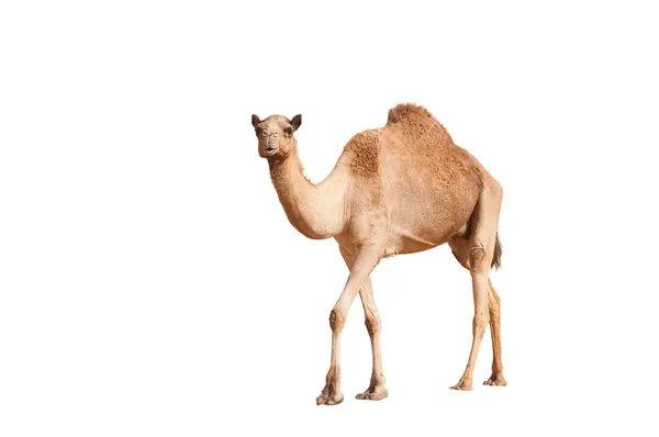 Geïsoleerde één bult kameel — Stockfoto