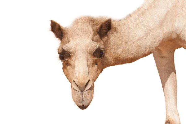 Camel drôle isolé — Photo