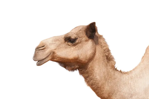 Απομονωμένες καμήλα κεφάλι — Φωτογραφία Αρχείου
