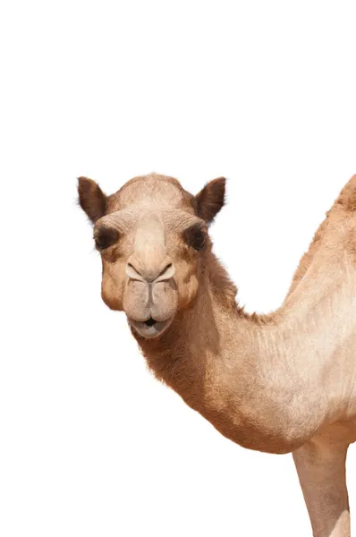 Geïsoleerde kameel hoofd en de nek — Stockfoto