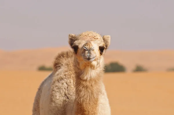 Baby camel in desert — Stock Photo, Image