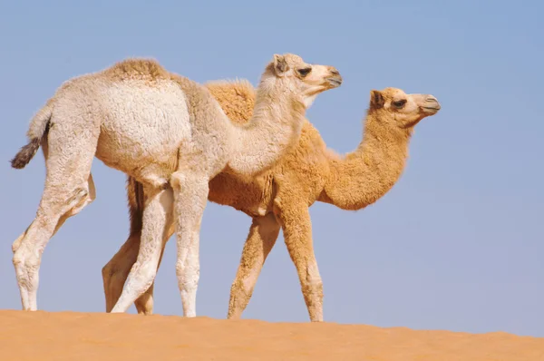 Két baba tevék séta a sivatagban — Stock Fotó
