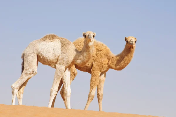Δύο μωρό καμήλες — Φωτογραφία Αρχείου