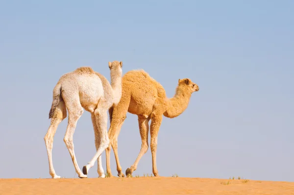 Two baby camels in desert — Stock Photo, Image