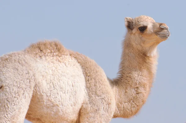 Baby camel — Stockfoto