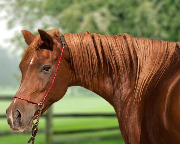 Ritratto di alloro cavallo arabo — Foto Stock