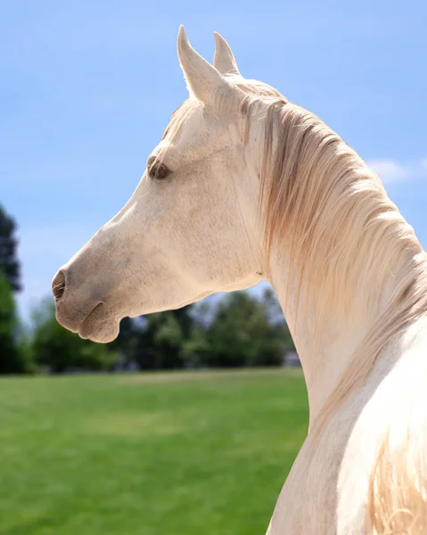 Πορτρέτο του άσπρο αραβικό άλογο — Φωτογραφία Αρχείου
