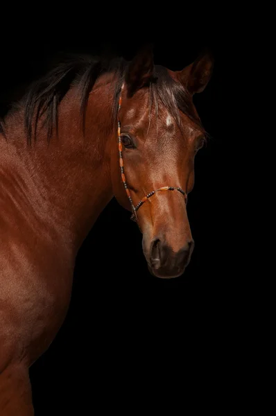 Portrait of bay arabian horse — Stock Photo, Image