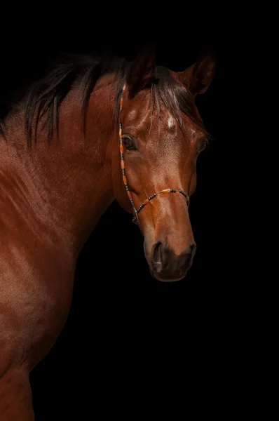 Porträtt av bay arabiska häst — Stockfoto