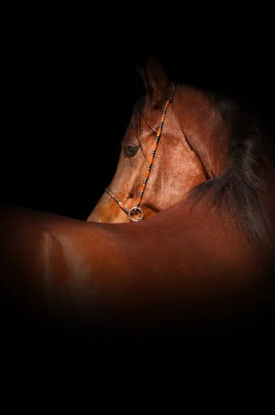 Retrato de caballo arábigo de bahía — Foto de Stock